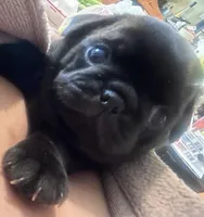 Baby Pugs , a male Pug for sale in Antioch, CA – Photo 5 of 9