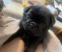 Baby Pugs , a male Pug for sale in Antioch, CA – Photo 3 of 9