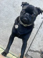 Baby Pugs , a male Pug for sale in Antioch, CA – Photo 9 of 9