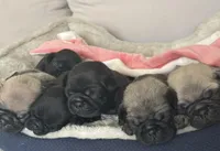 Baby Pugs , a male Pug for sale in Antioch, CA – Photo 8 of 9