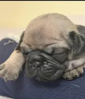 Baby Pugs , a male Pug for sale in Antioch, CA – Photo 6 of 9