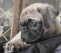 Baby Pugs , a male Pug for sale in Antioch, CA – Photo 4 of 9