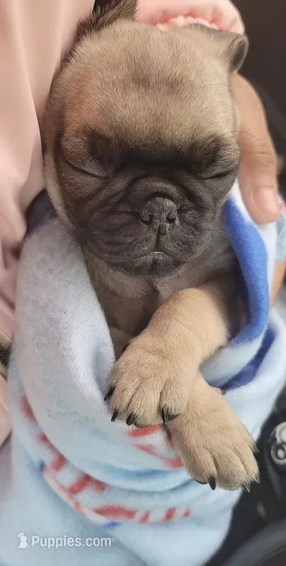 Baby Pugs  – Pug puppy for sale in Antioch, CA