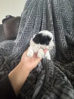Poodles , a male Poodle - Miniature  for sale in Antioch, CA – 5 of 6