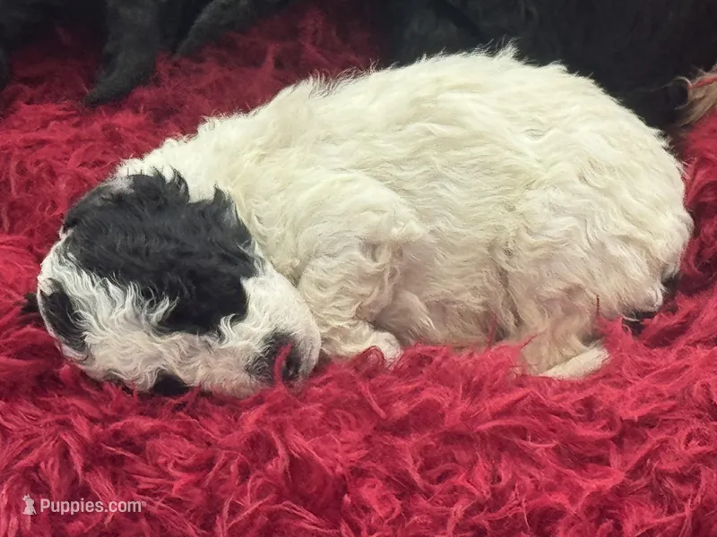 Poodles  – Poodle - Miniature  puppy for sale in Antioch, CA
