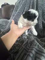 Poodles , a male Poodle - Miniature  for sale in Antioch, CA – 4 of 6