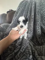 Poodles , a male Poodle - Miniature  for sale in Antioch, CA – 6 of 6