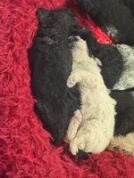 Poodles , a male Poodle - Miniature  for sale in Antioch, CA – Photo 3 of 4