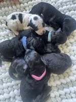 Poodles , a male Poodle - Miniature  for sale in Antioch, CA – Photo 4 of 4