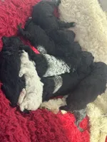 Poodles , a male Poodle - Miniature  for sale in Antioch, CA – Photo 2 of 4