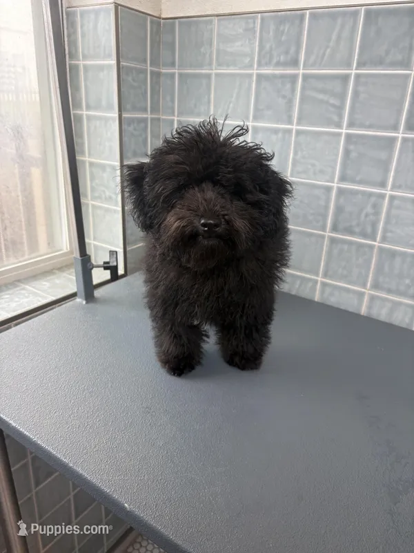 Duke, a male Poodle - Toy  for sale in Houston, TX – Photo 1 of 3