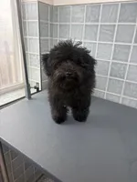 Duke, a male Poodle - Toy  for sale in Houston, TX – Photo 1 of 3