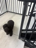 Duke, a male Poodle - Toy  for sale in Houston, TX – Photo 2 of 3