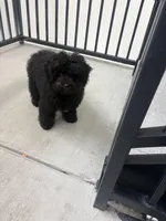 Duke, a male Poodle - Toy  for sale in Houston, TX – Photo 3 of 3