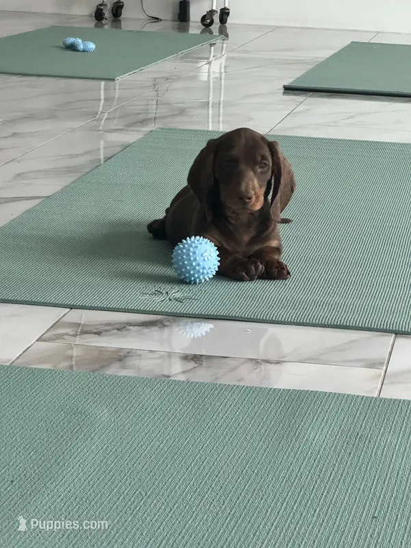 Choco girl  – Miniature Dachshund puppy for sale in Fredericksburg, VA
