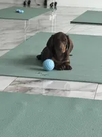 Choco girl , a female Miniature Dachshund for sale in Fredericksburg, VA – 1 of 5