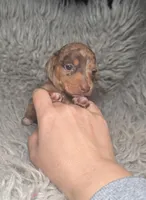 Cleo , a female Miniature Dachshund for sale in Fredericksburg, VA – Photo 2 of 6