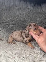 Zoe, a female Miniature Dachshund for sale in Fredericksburg, VA – Photo 5 of 7