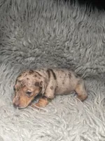 Zoe, a female Miniature Dachshund for sale in Fredericksburg, VA – Photo 4 of 7