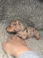 Zoe, a female Miniature Dachshund for sale in Fredericksburg, VA – Photo 6 of 7