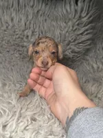 Zoe, a female Miniature Dachshund for sale in Fredericksburg, VA – Photo 3 of 7