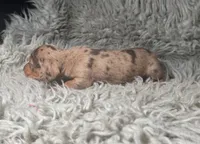 Cleo , a female Miniature Dachshund for sale in Fredericksburg, VA – Photo 5 of 6