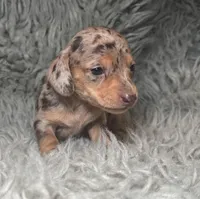 Zoe, a female Miniature Dachshund for sale in Fredericksburg, VA – Photo 2 of 7