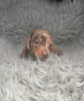 Cleo , a female Miniature Dachshund for sale in Fredericksburg, VA – Photo 4 of 6