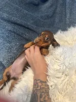Choco girl , a female Miniature Dachshund for sale in Fredericksburg, VA – 2 of 3
