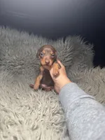 Choco tan boy , a male Miniature Dachshund for sale in Fredericksburg, VA – Photo 6 of 6