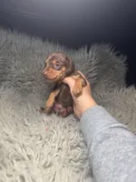 Choco tan boy , a male Miniature Dachshund for sale in Fredericksburg, VA – Photo 5 of 6