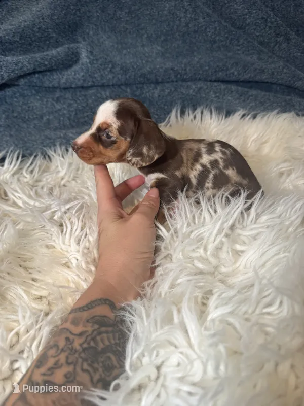 Choco dapple boy  – Miniature Dachshund puppy for sale in Fredericksburg, VA