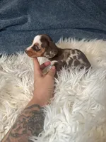 Choco dapple boy , a male Miniature Dachshund for sale in Fredericksburg, VA – 1 of 3