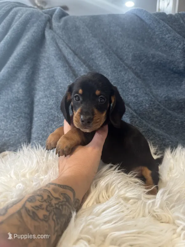 Black tan boy  – Miniature Dachshund puppy for sale in Fredericksburg, VA