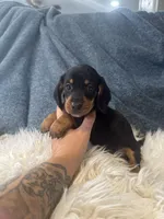 Black tan boy , a male Miniature Dachshund for sale in Fredericksburg, VA – 1 of 3