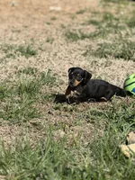 Black tan , a male Miniature Dachshund for sale in Fredericksburg, VA – Photo 2 of 2