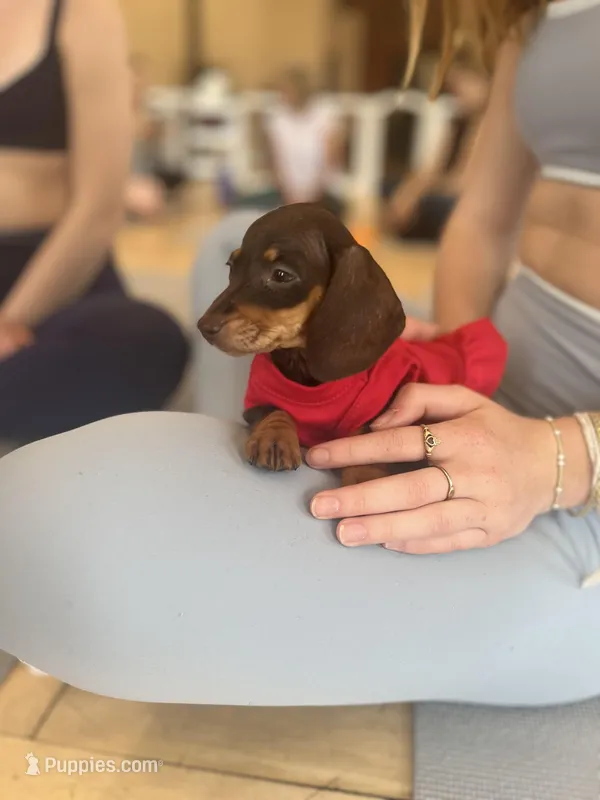 Black tan  – Miniature Dachshund puppy for sale in Fredericksburg, VA
