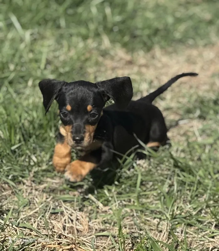 Black tan  – Miniature Dachshund puppy for sale in Fredericksburg, VA