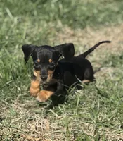 Black tan , a male Miniature Dachshund for sale in Fredericksburg, VA – Photo 1 of 2