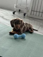 Choco dapple boy 2, a male Miniature Dachshund for sale in Fredericksburg, VA – 4 of 9
