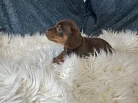 Choco , a male Miniature Dachshund for sale in Fredericksburg, VA – 2 of 2