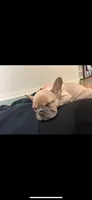 Blue fawn girl , a female French Bulldog for sale in Fredericksburg, VA – 3 of 6