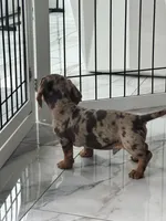 Choco dapple boy 2, a male Miniature Dachshund for sale in Fredericksburg, VA – 3 of 9