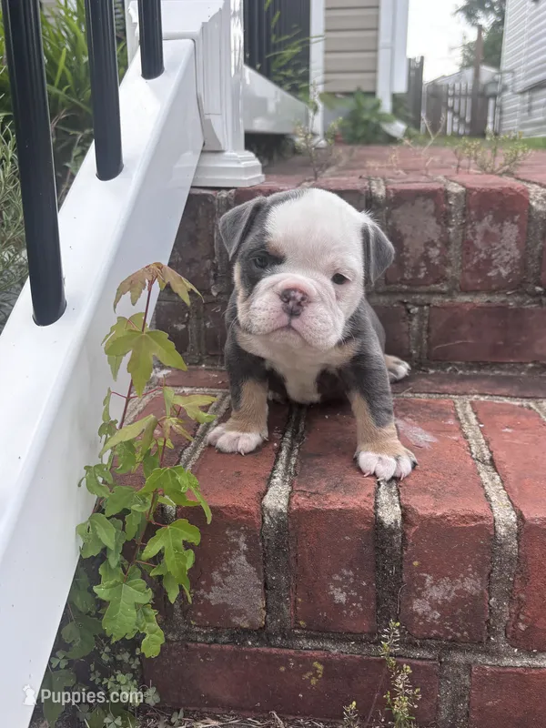 Blue tan girl  – English Bulldog puppy for sale in Fredericksburg, VA