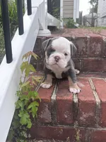 Blue tan girl , a female English Bulldog for sale in Fredericksburg, VA – 7 of 8