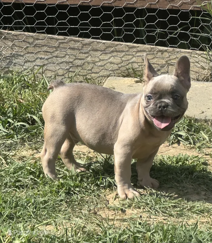 Blue sable boy  – French Bulldog puppy for sale in Fredericksburg, VA