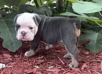 Blue tan girl , a female English Bulldog for sale in Fredericksburg, VA – 5 of 8