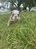 Lilac tan boy 2 , a male English Bulldog for sale in Fredericksburg, VA – 4 of 6