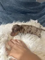 Choco dapple , a male Miniature Dachshund for sale in Fredericksburg, VA – 3 of 3
