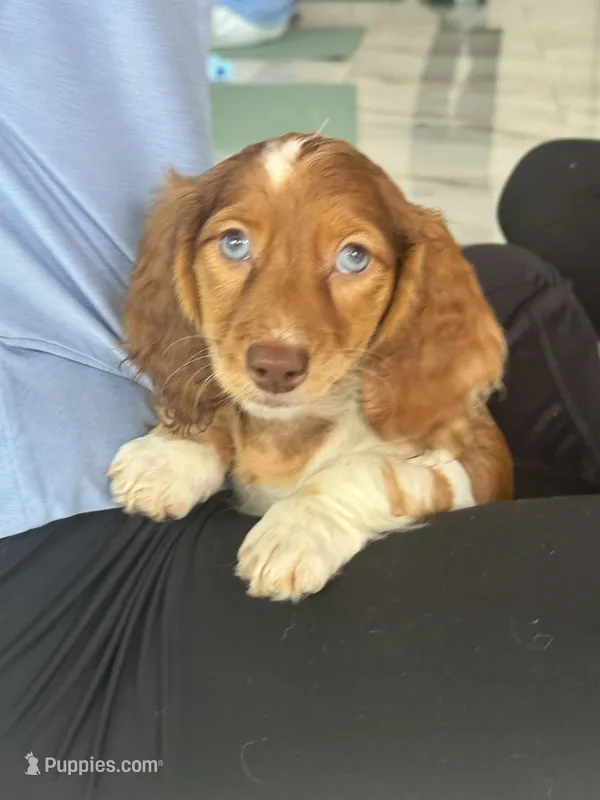 Longhair red dapple  – Miniature Dachshund puppy for sale in Fredericksburg, VA